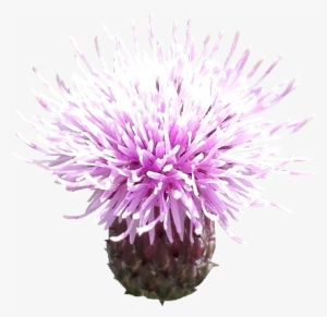 Milk Thistle Photo Png - Milk Thistle #2455004