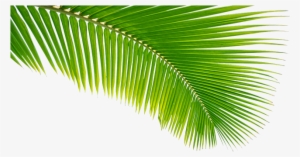 Read It - Coconut Leaves Png #2455761