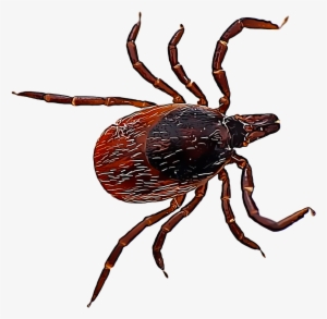 Deer Ticks Are Small Pests That Cause Very Serious - Lyme Tick #2456328
