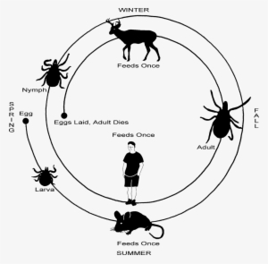 Tick Lifecycle - Host Cycle Lyme Disease #2456356