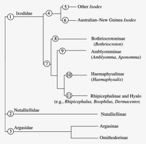 Working Hypothesis For The Phylogenetic Relationships - Diagram #2456478