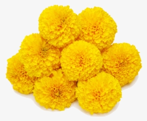 Marigold Transparent Background - Marigold Png #2457037