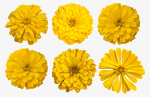 Marigold Flower Cutout Photo - Party #2457099