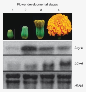 Mrna Analysis In Developing Flowers Of Marigold - Flower #2457253