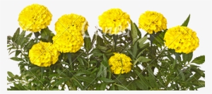 Yellow Marigold Flowers And Leaves Isolated On White - Flower #2457317