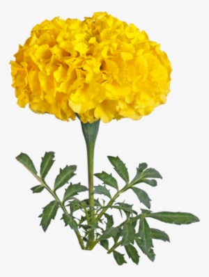 Hd Marigold Yellow Flowers #2457340