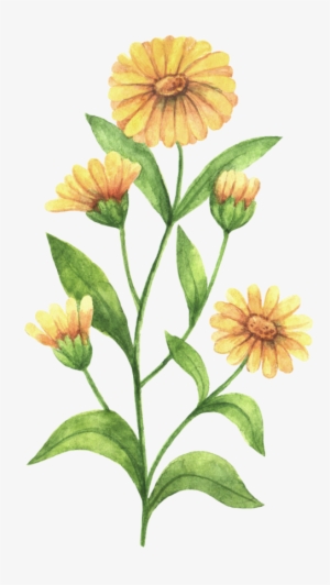 Black And White Stock Officinalis Others Transprent - Calendula Flower Drawing #2457375