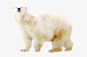 Mountains Background, And Ice Background Images To - Polar Bear On Ice Png #2457385