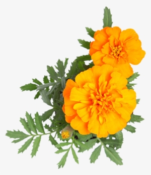 Contact Us - Tagetes Patula #2457581
