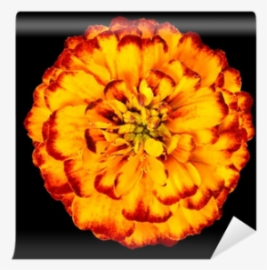 Yellow Orange Marigold Flower Isolated On Black Background - Yellow #2457740