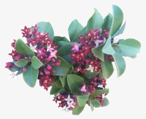 Sandalwood - Sandalwood - Sandalwood - Sandalwood - - Sandalwood #2458354