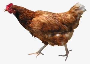 Hen Png Picture - Chicken Bird #2458997