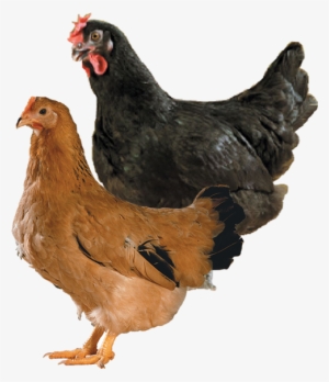 Breeder Hen Sa51 - Aviculture #2459021 Breeder Hen Sa51 - Aviculture #2459021
