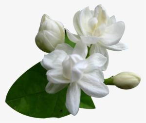 Png Jasmine Flower Png - Jasmine Flower Images Png #2460021