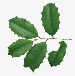 Photo Friends Of The Louisiana State Arboretum - Ilex Opaca Leaf #2460575