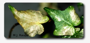 Brown, Discolored Leaves Can Be A Sign Of Thrips At - Plant Pathology #2460627