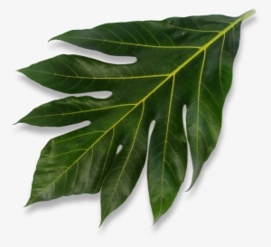 To Learn More About Isle Bites Please Don't Hesitate - Community Northern Beaches #2460708