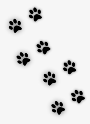 Kedi Patisi #2461786