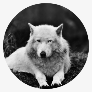 Black And White Wolf 16 Widescreen Wallpaper - Animal Wallpaper Hd 1080p 1920p #2462828