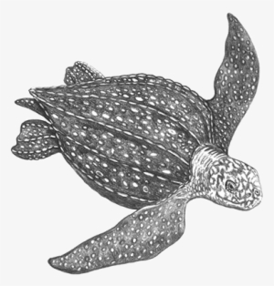Leatherback Sea Turtle - Leatherback Sea Turtle Png #2463993