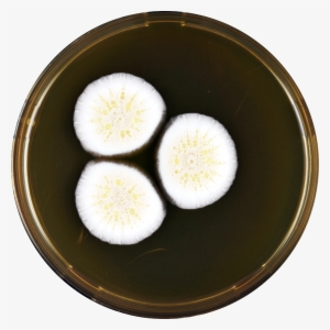 Aspergillus Floccosus Meaox - Flower #2464064