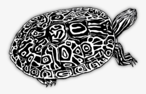 Watrivcootbw - Pseudemys Concinna Concinna #2464110