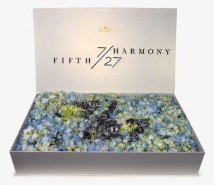 Forget-me-not #2470015