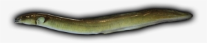 American Eel Fish Mount - Eel Png #2470892