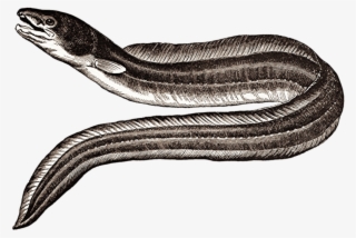 Eel #2470920