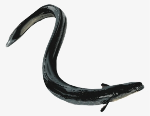 Transparent Eel Black Jpg Free Download - Portable Network Graphics #2470964
