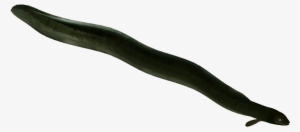 New Zealand Longfin Eel - Long Fin Eel Png #2470966