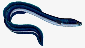 Eel Drawing Scientific - Anguilla Anguilla #2471010