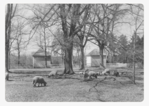 Tuckahoe Plantation, Boyhood Home Of Thomas Jefferson, - Varina Plantation Randolph #2471046