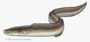 All-tackle World Records - Müren Balığı Yenir Mi #2471114