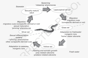 The Life Cycle Of The Freshwater Eel - The Freshwater Eel #2471439