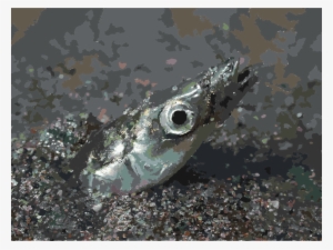 Download Fish That Hides In Sand Clipart Sand Eel Forage - Fish That Hide Under The Sand #2471569