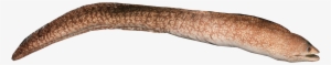 Transparent Eel Banner Royalty Free Stock - Easter Island Moray Eel #2471620