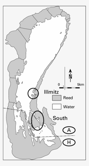 Eel Sampling Areas In The Bay Of Illmitz And In The - Map #2471685