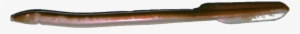 Eel - Conger Eel #2471751