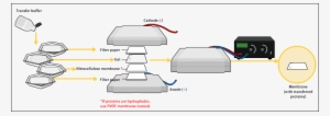 Western Blot Transfer - Western Blot #2472865