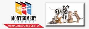 Dear Neighborhood Associations, - Two Dalmatian Dogs Photography By Eazl, Size: 12 X #2473136