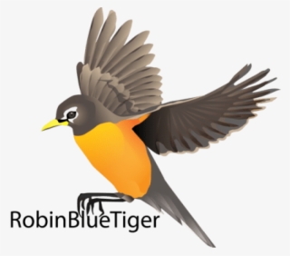 Birds Vector Robin - Robin Bird Flying Drawing #2473388