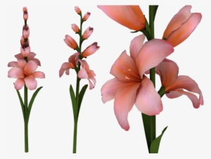 Gladiolus Png Hd - Clip Art #2474330