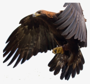 Golden Eagle In Flight - Predator Of A Toucan #2477019