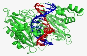 Ecorv 1rva - Structure Des Enzymes De Restriction #2477051