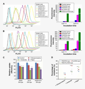 Cellular Trafficking Of Different Dil Loaded Liposomal - 4t1 #2478472