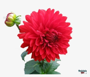 Dahlia Png Hd Png Mart - Beautiful Nature Love Birds #2479481