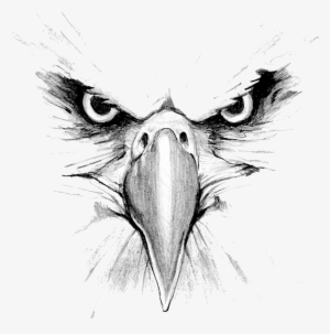 Picture - Drawing Of An Eagle Head #2480692