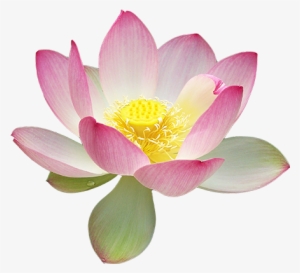 Lotus Png Transparent Lotus Png Image Free Download Pngkey