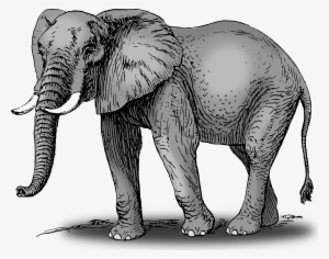 Picture Library Library Colorful Frames Illustrations - African Elephant Shower Curtain #2481615